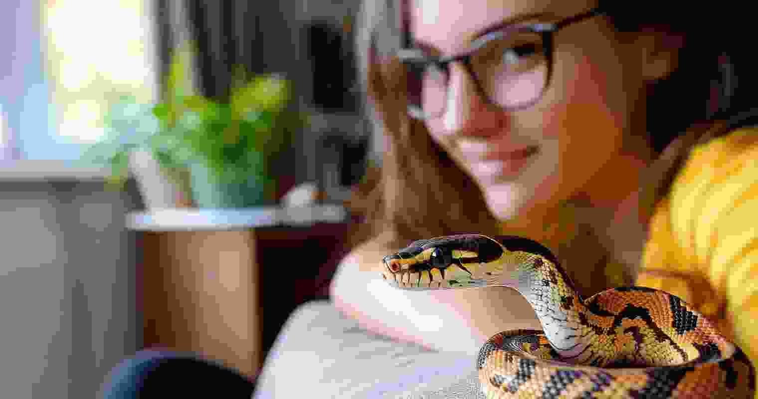 Experience pet