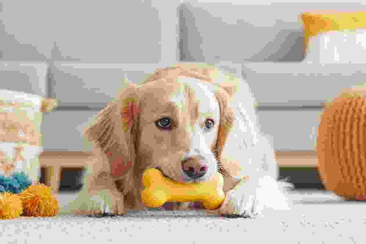 Pet-Accessories-img