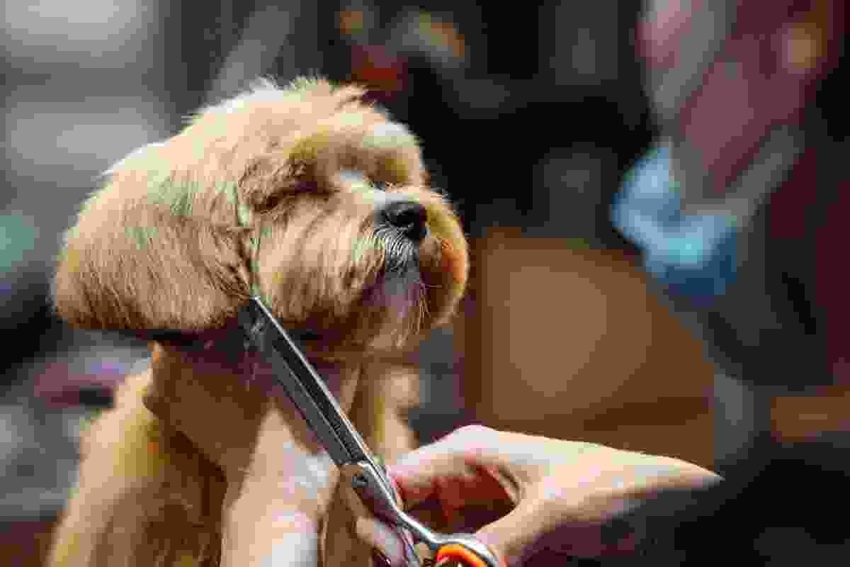 Pet-Grooming-img