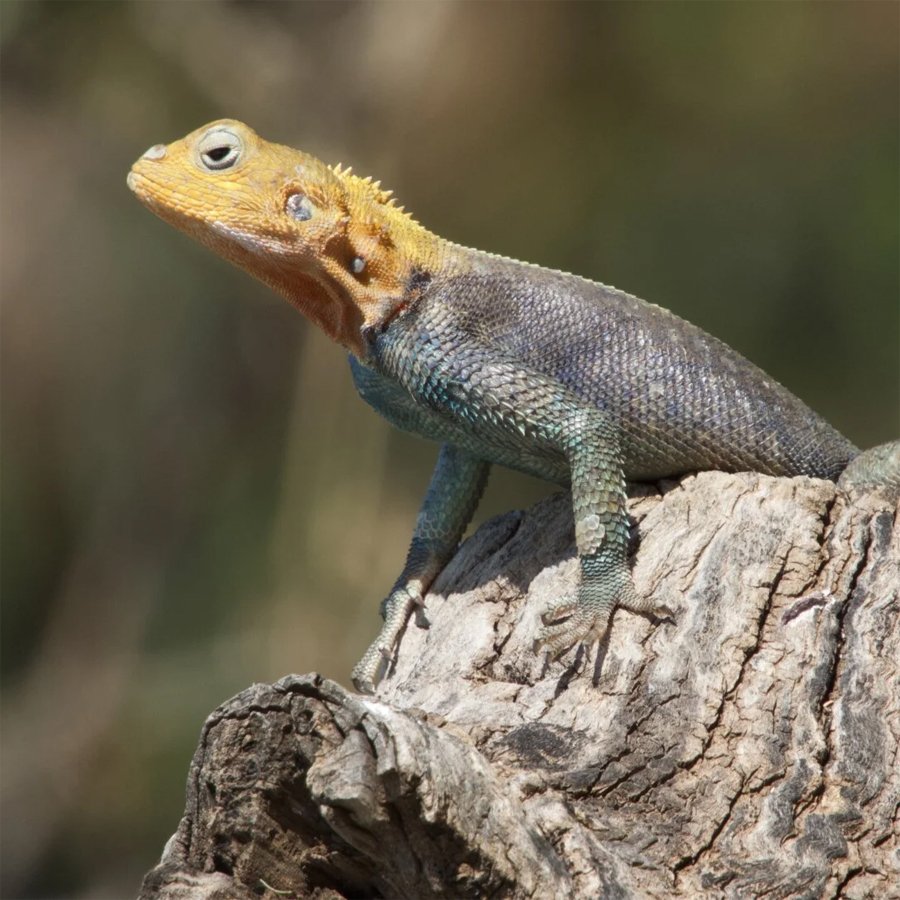 Category Image