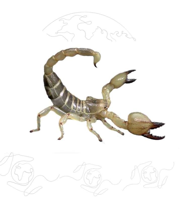 xr:d:DAFuDvfb8rE:54,j:1513614718476365633,t:23100709