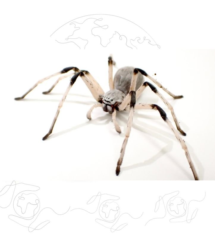 xr:d:DAFuDvfb8rE:63,j:1063254762392206583,t:23100710