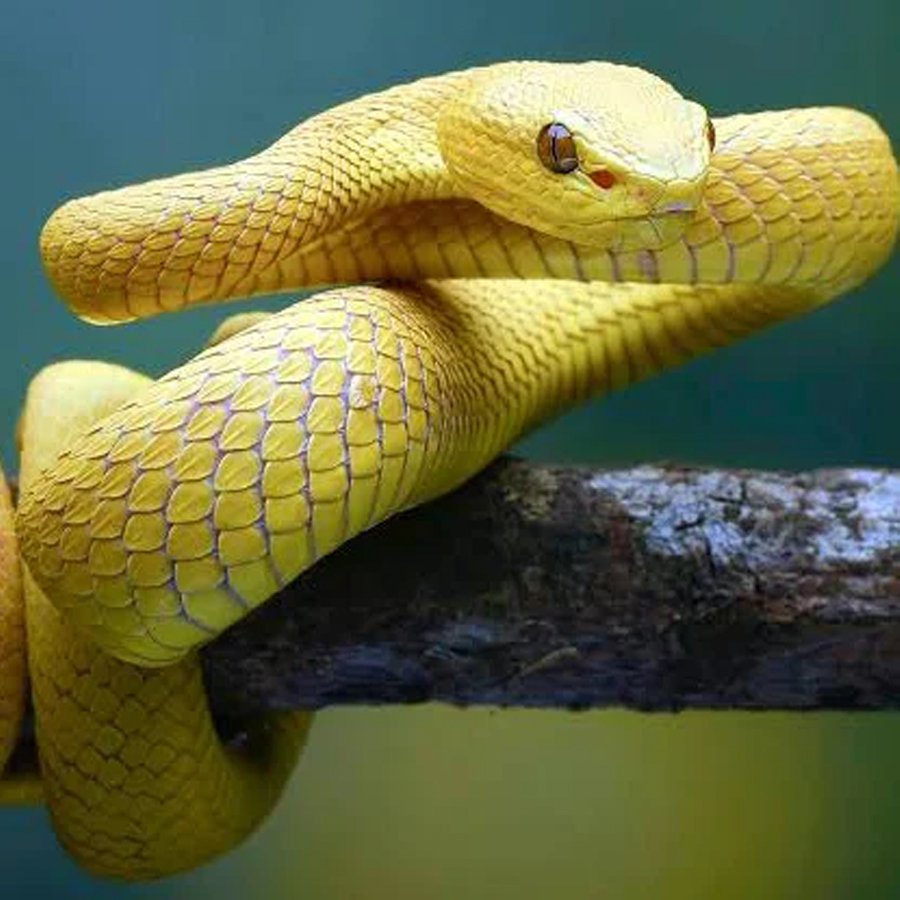 Category Image