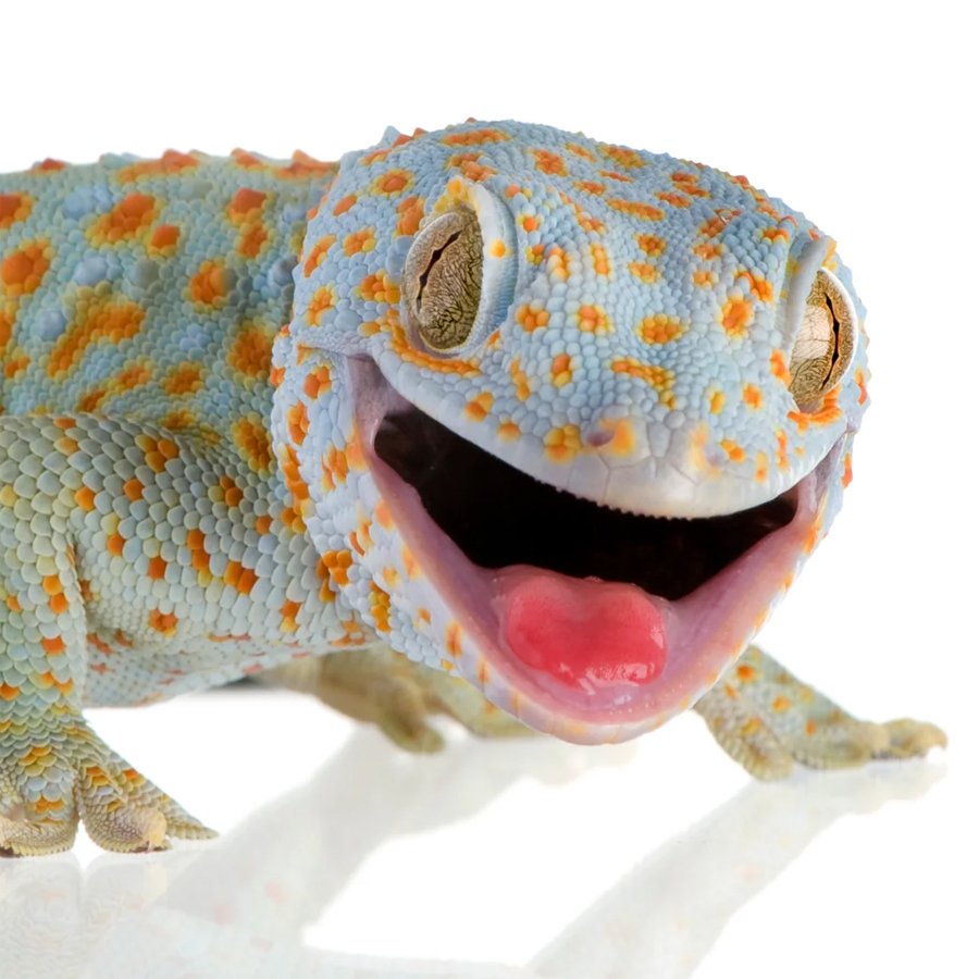 Category Image