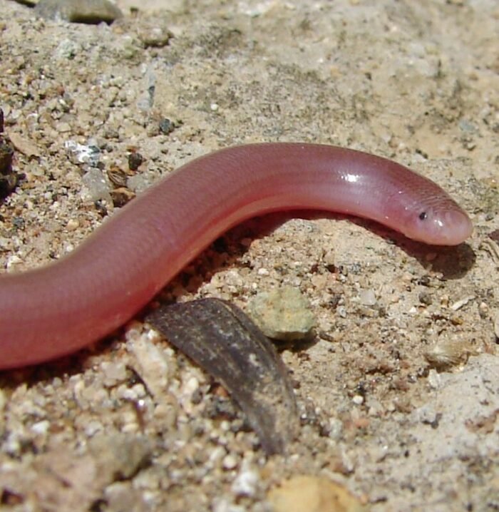 Typhlops_vermicularis_9